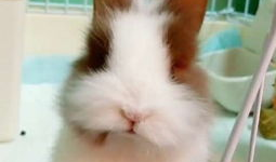 小兔子视频,萌趣互动，欢乐时光